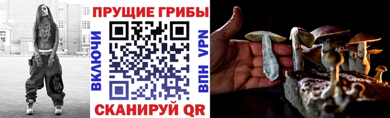 Галлюциногенные грибы Psilocybine cubensis  где продают наркотики  Славск 